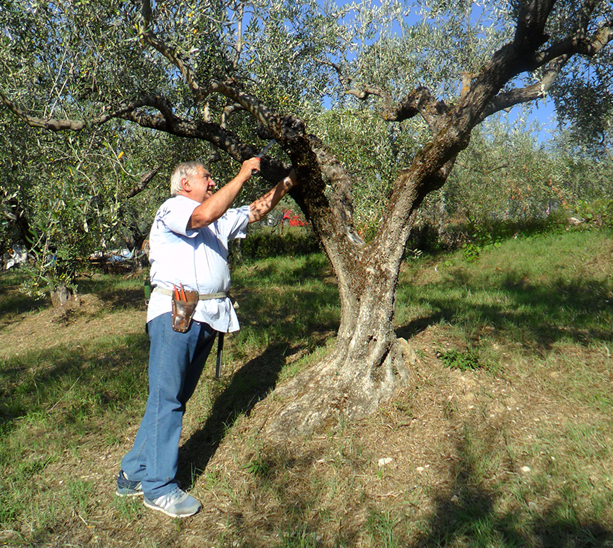 angolo-del-gelsomino-raccolta-olive